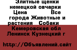 Элитные щенки немецкой овчарки › Цена ­ 30 000 - Все города Животные и растения » Собаки   . Кемеровская обл.,Ленинск-Кузнецкий г.